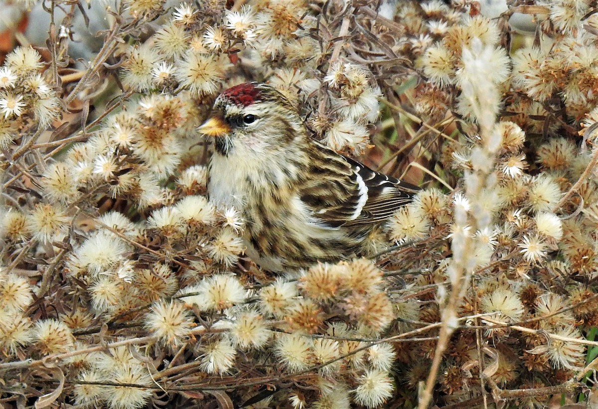 Common Redpoll - ML186421421