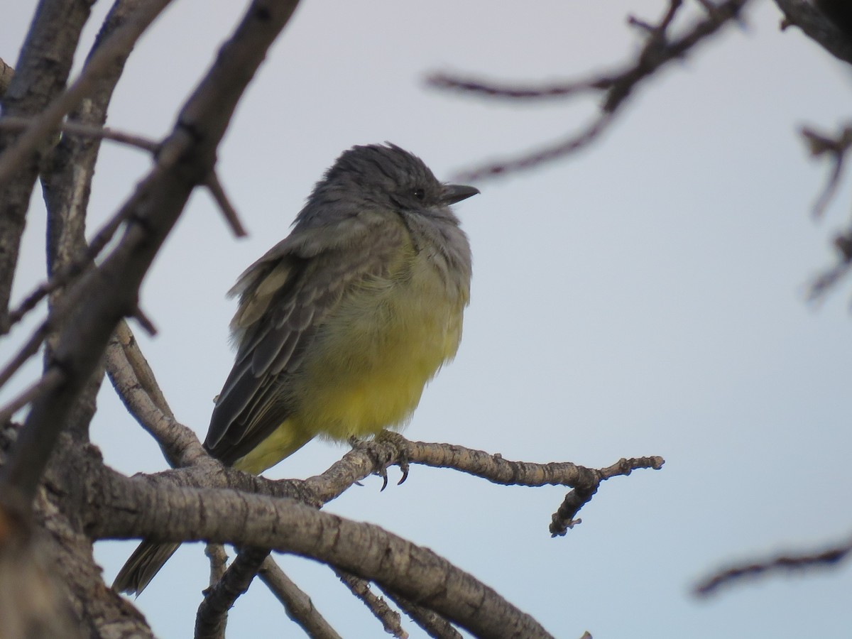 Cassin's Kingbird - ML186422361