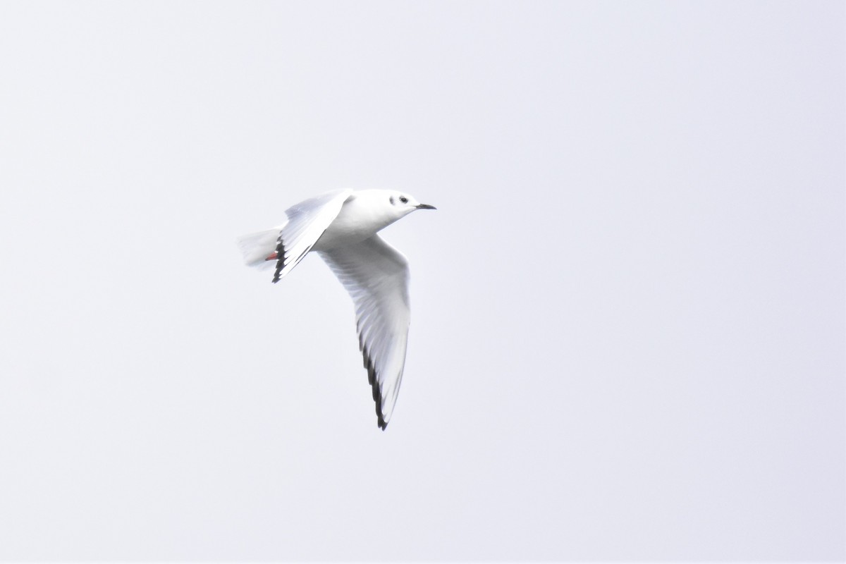 Bonaparte's Gull - ML186423181