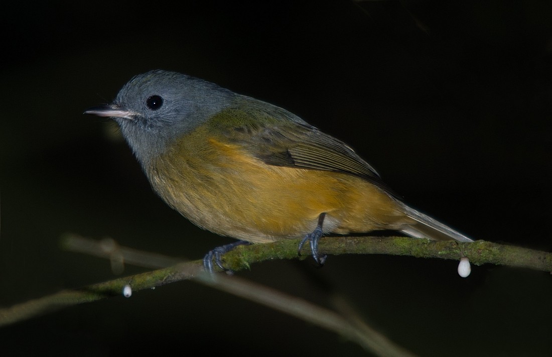 Gray-hooded Flycatcher - ML186423341