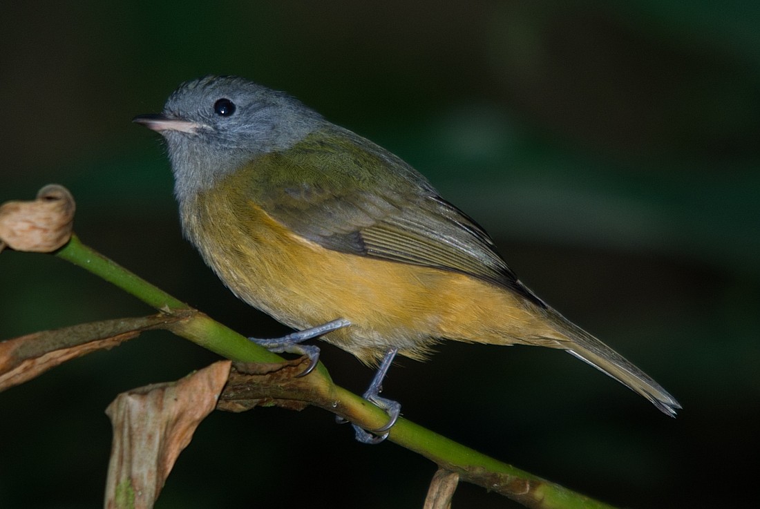 Gray-hooded Flycatcher - ML186423351