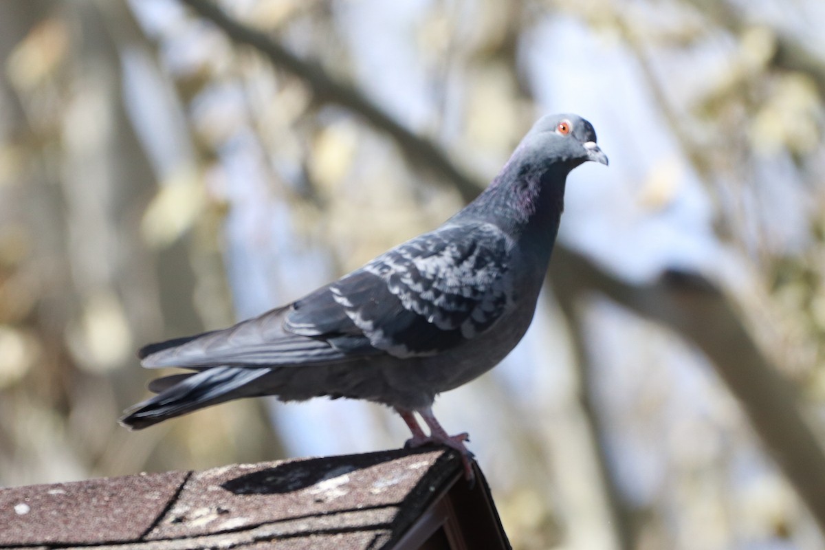 Rock Pigeon (Feral Pigeon) - ML186424001