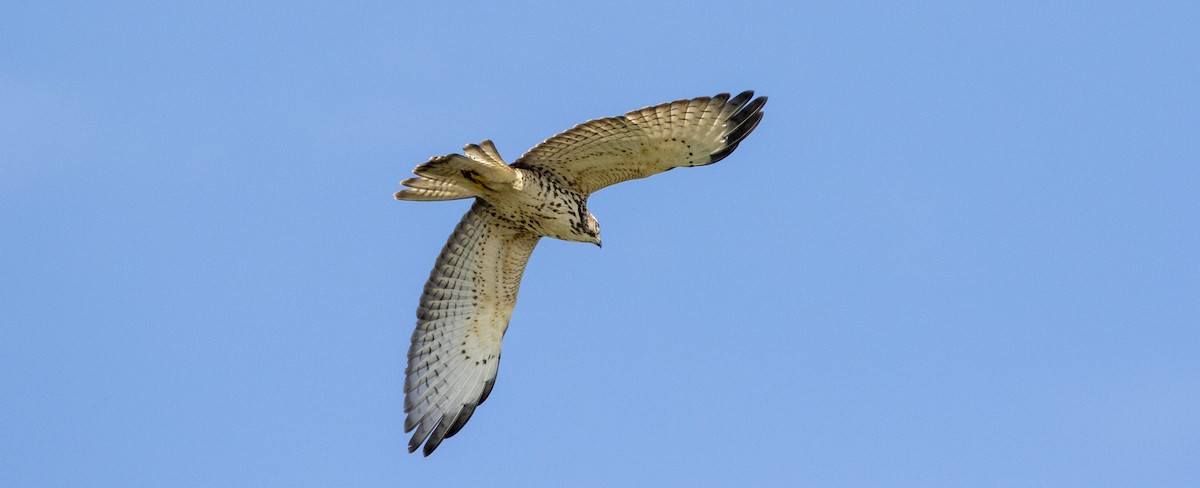 Broad-winged Hawk - ML186424101