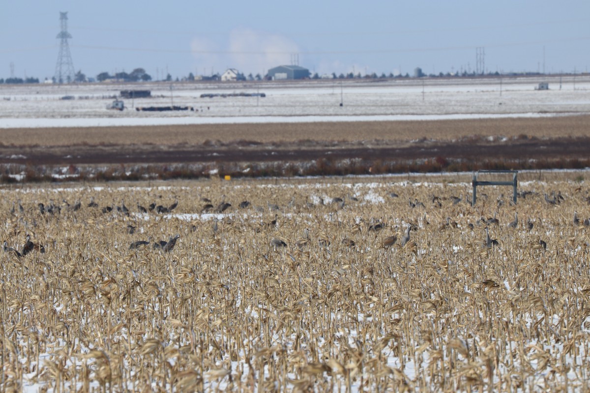 Sandhill Crane - K Dean Edwards