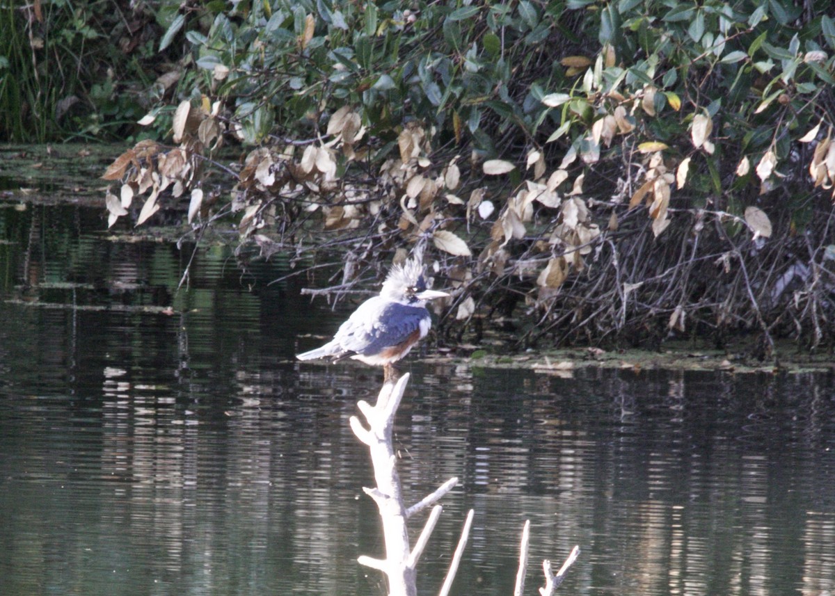 Belted Kingfisher - ML186426961