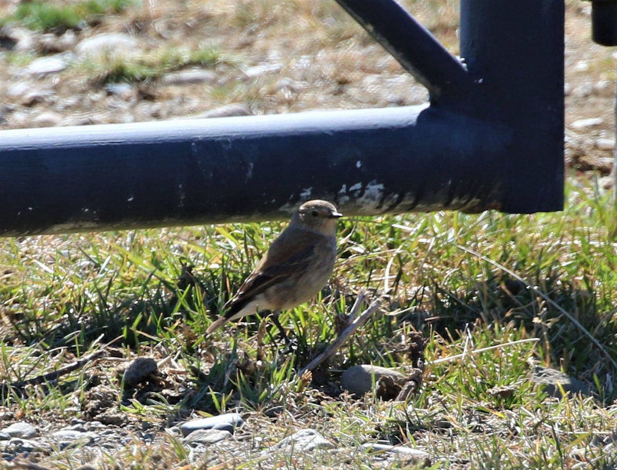 Spot-billed Ground-Tyrant - ML186427111