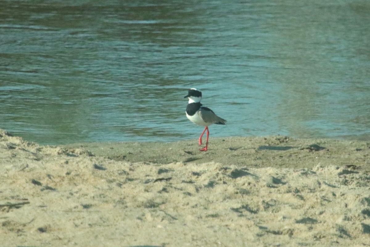 Pied Plover - Gil Ewing