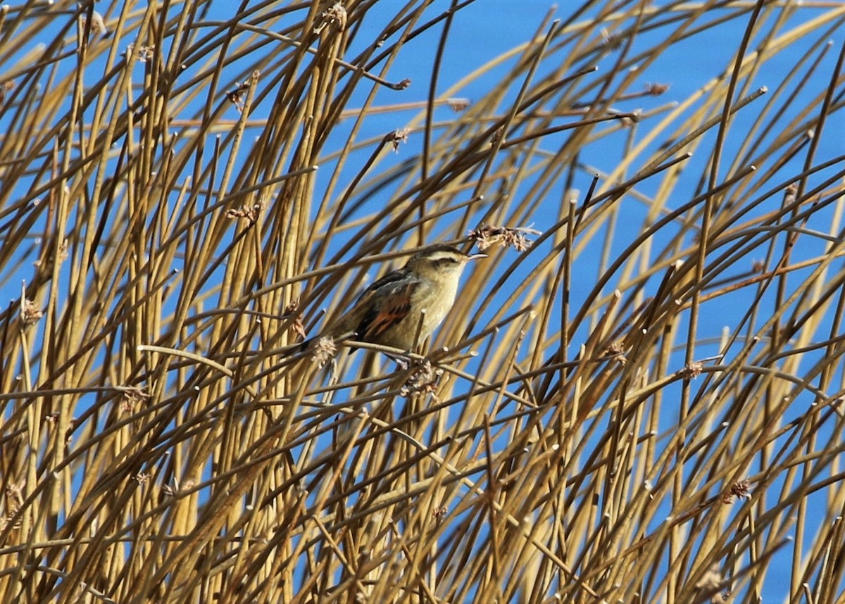 Wren-like Rushbird - ML186428461