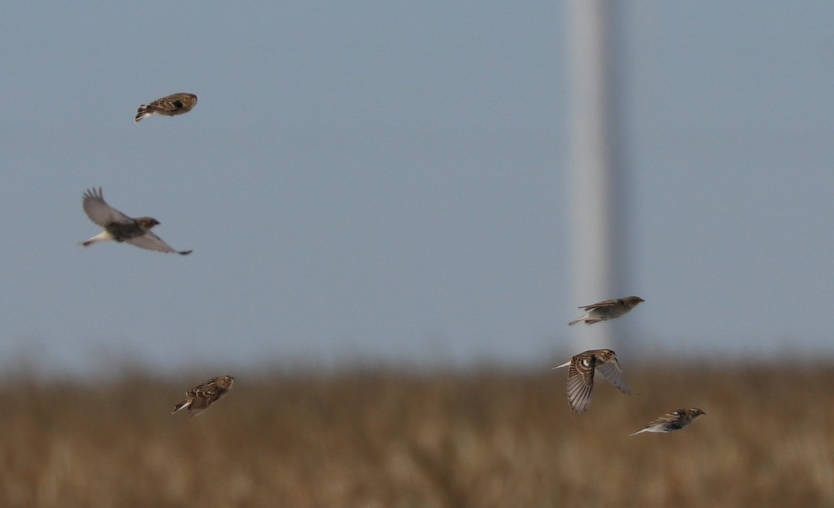 Chestnut-collared Longspur - ML186428941