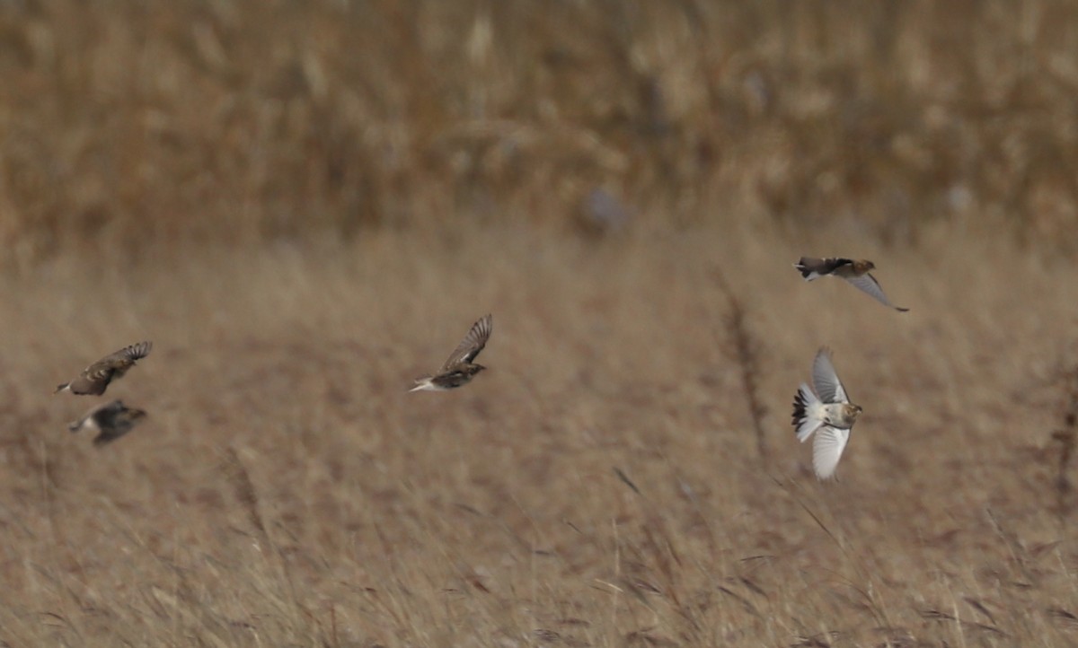 Chestnut-collared Longspur - ML186429781