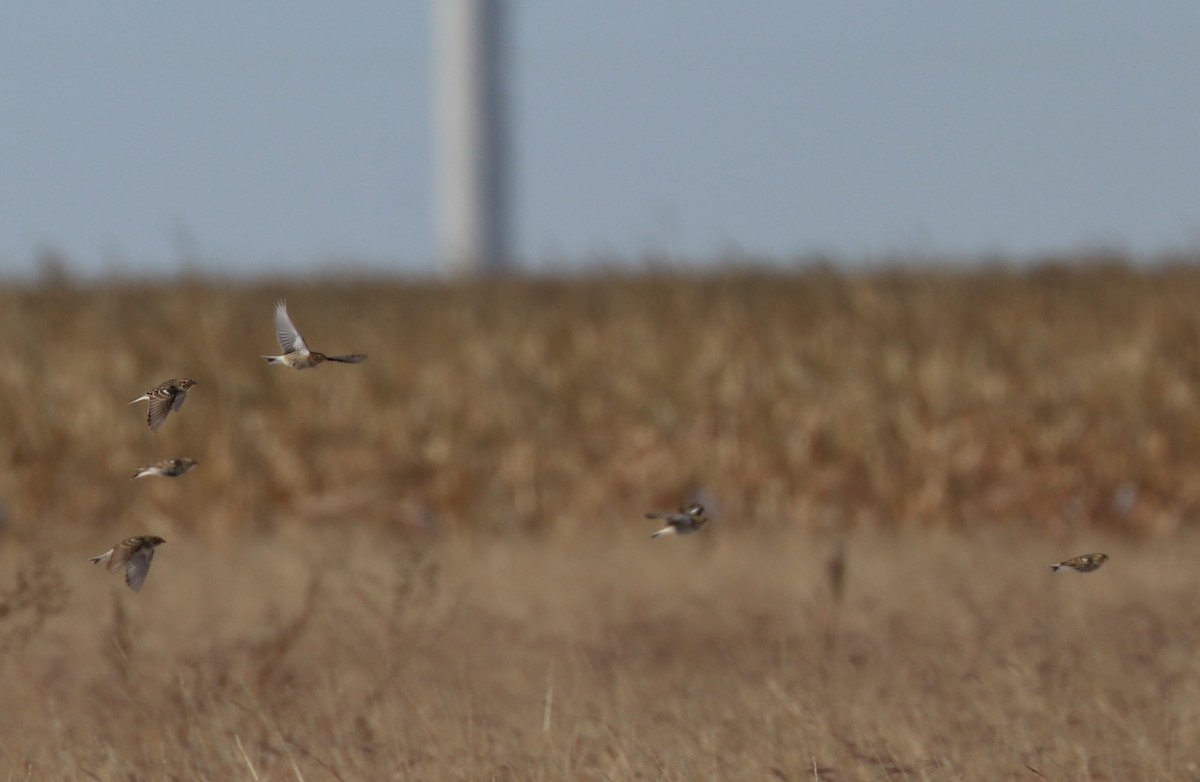 Chestnut-collared Longspur - ML186429791