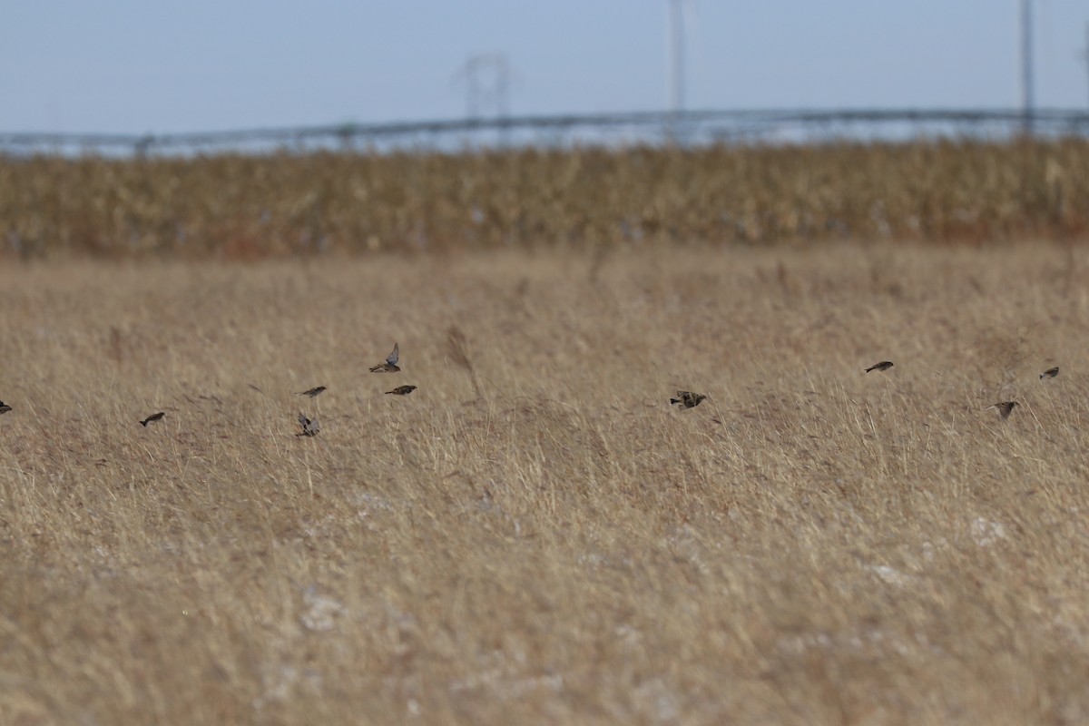 Chestnut-collared Longspur - ML186429881