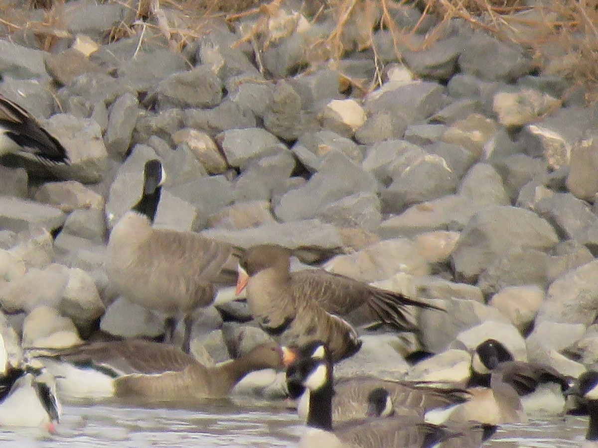 Greater White-fronted Goose - ML186429921