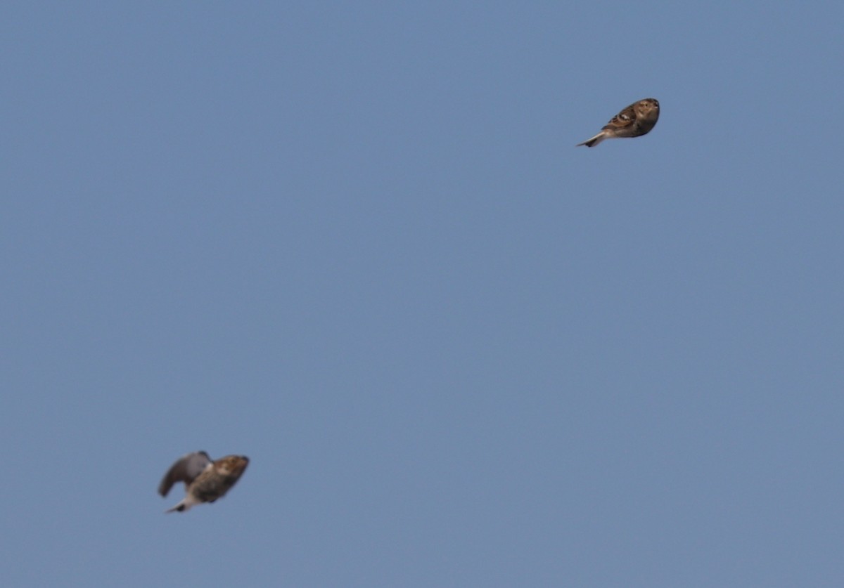 Chestnut-collared Longspur - K Dean Edwards