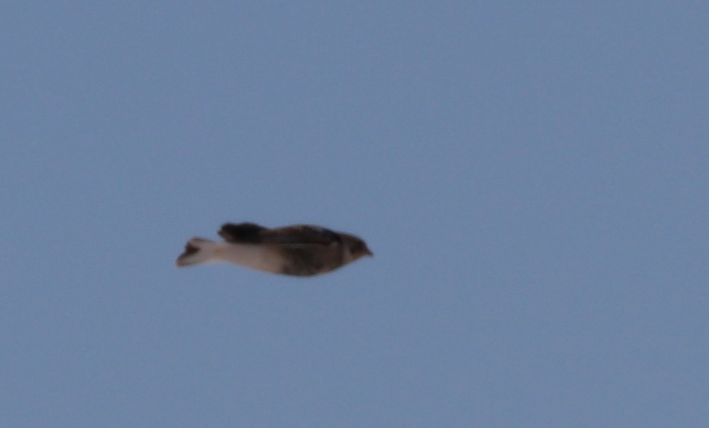 Chestnut-collared Longspur - ML186430611