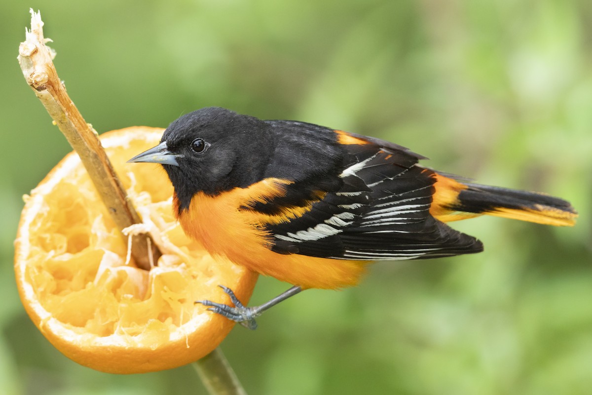 Baltimore Oriole - Ryan Yann