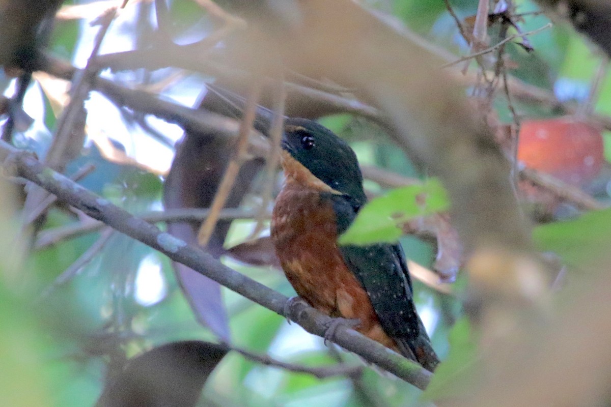 Green-and-rufous Kingfisher - ML186435941