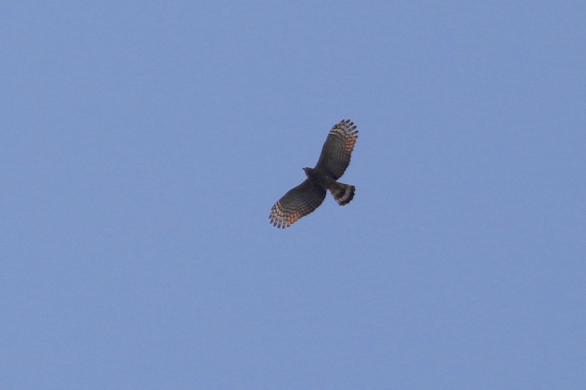 Hook-billed Kite - Gil Ewing