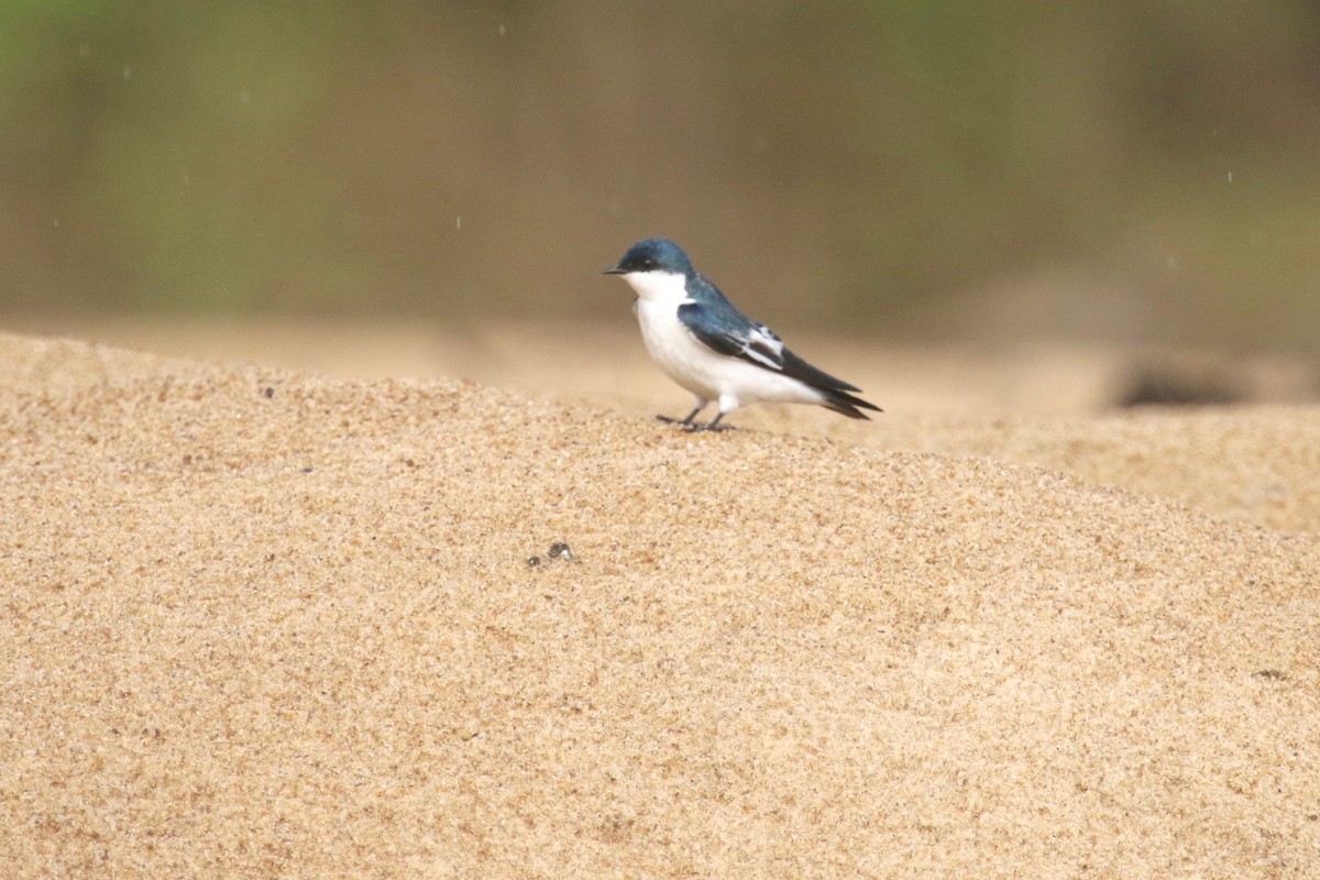 Golondrina Aliblanca - ML186436231