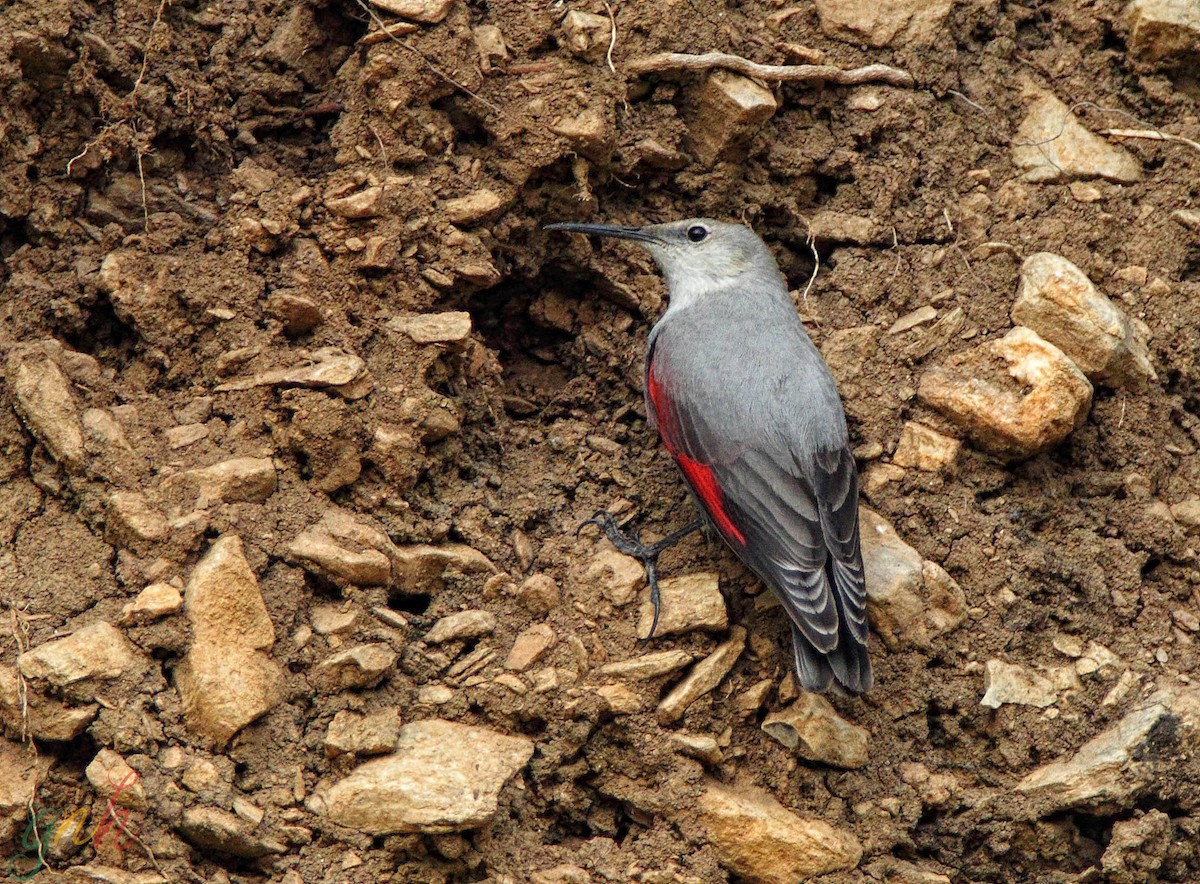 Wallcreeper - ML186436291