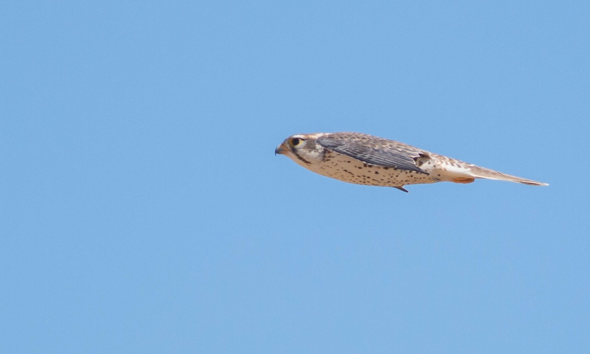 Prairie Falcon - ML186437661