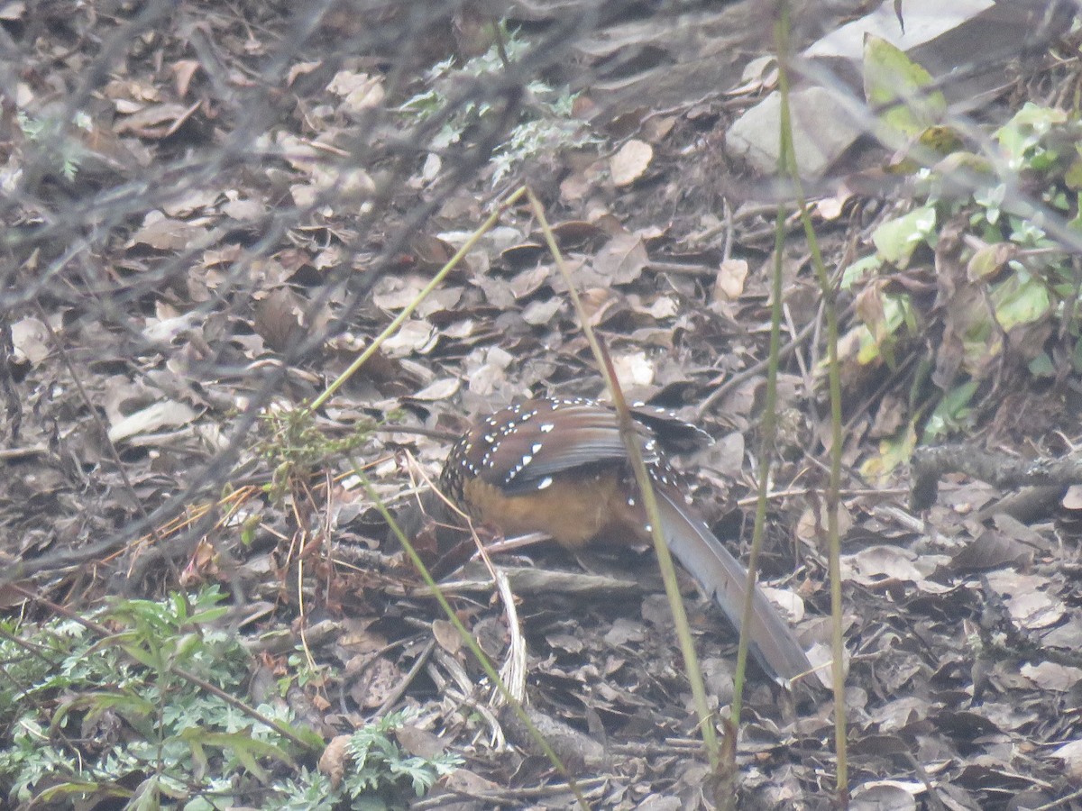 Giant Laughingthrush - ML186438201