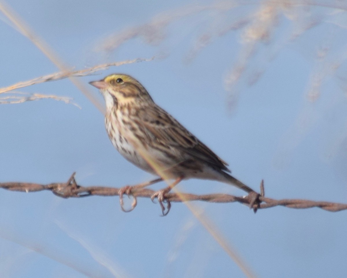 Savannah Sparrow - ML186439131