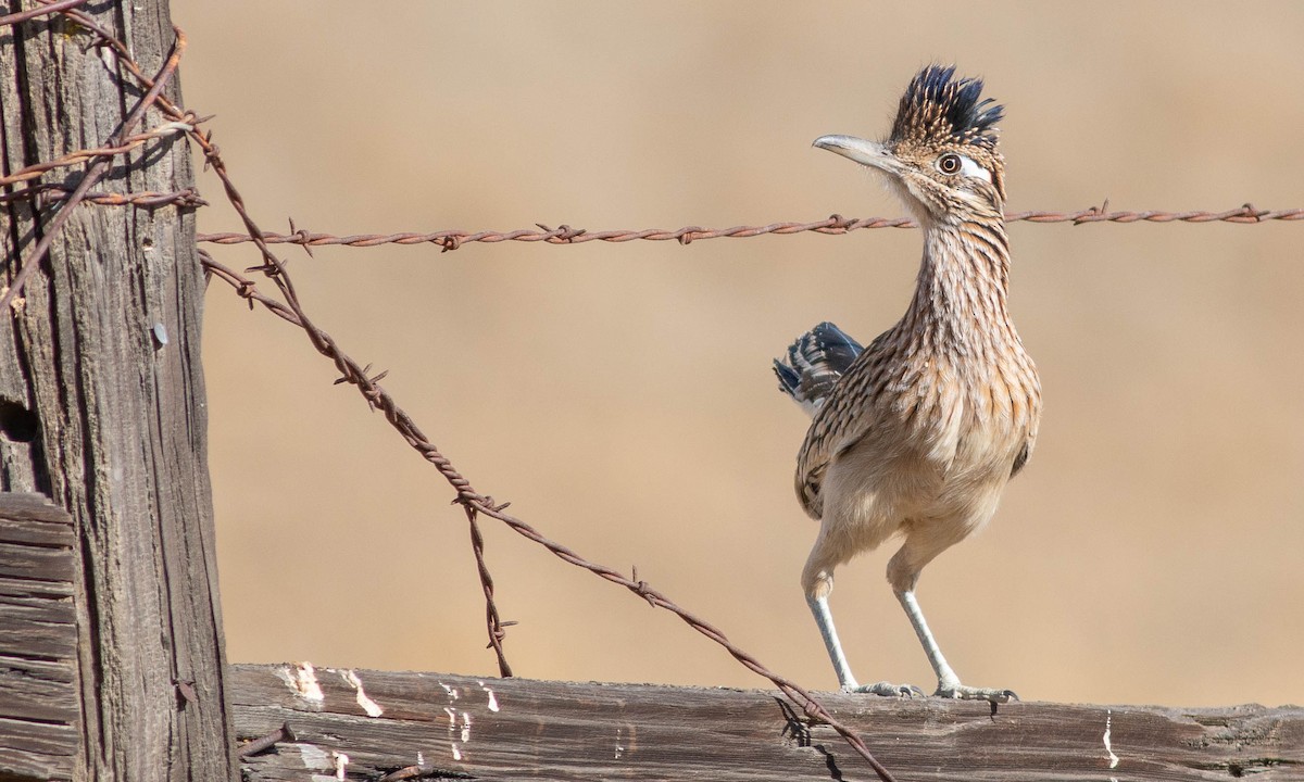 Greater Roadrunner - ML186440991