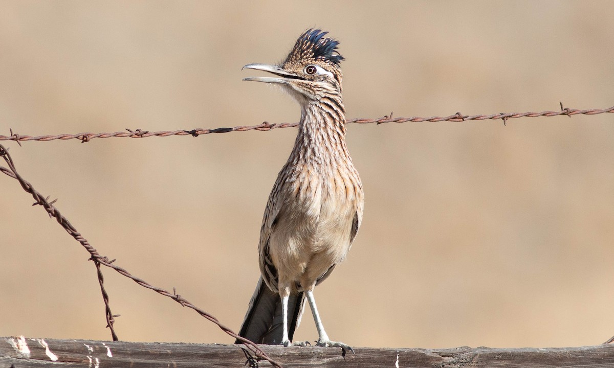 Greater Roadrunner - ML186441001