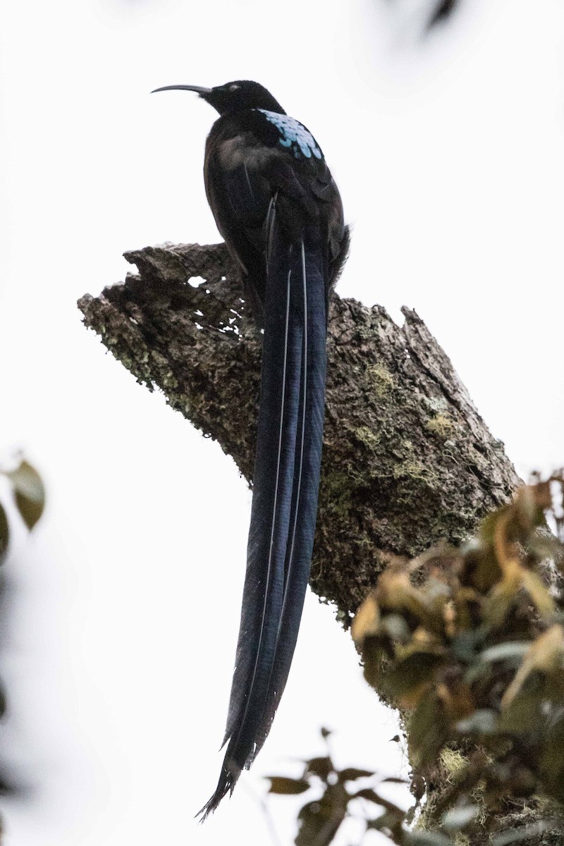 Black Sicklebill - Eric VanderWerf