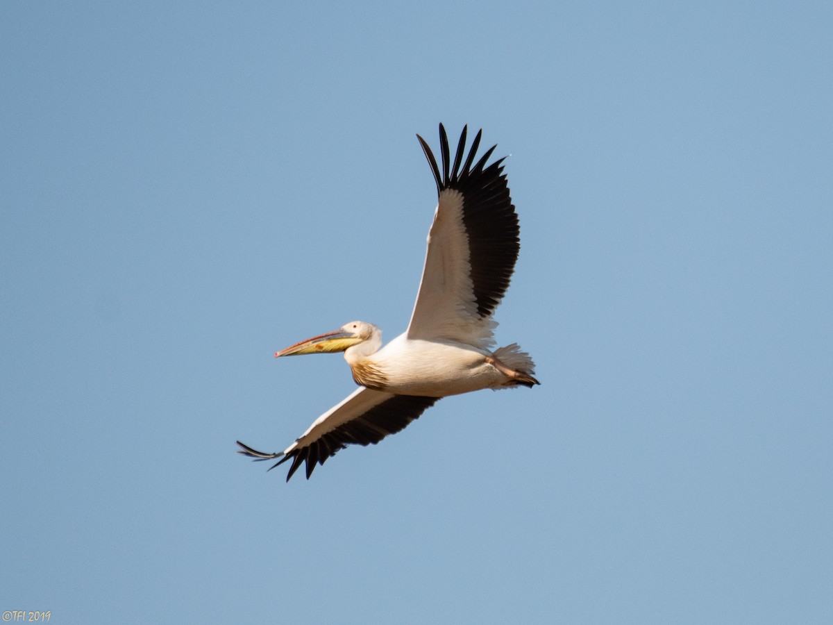 Great White Pelican - T I