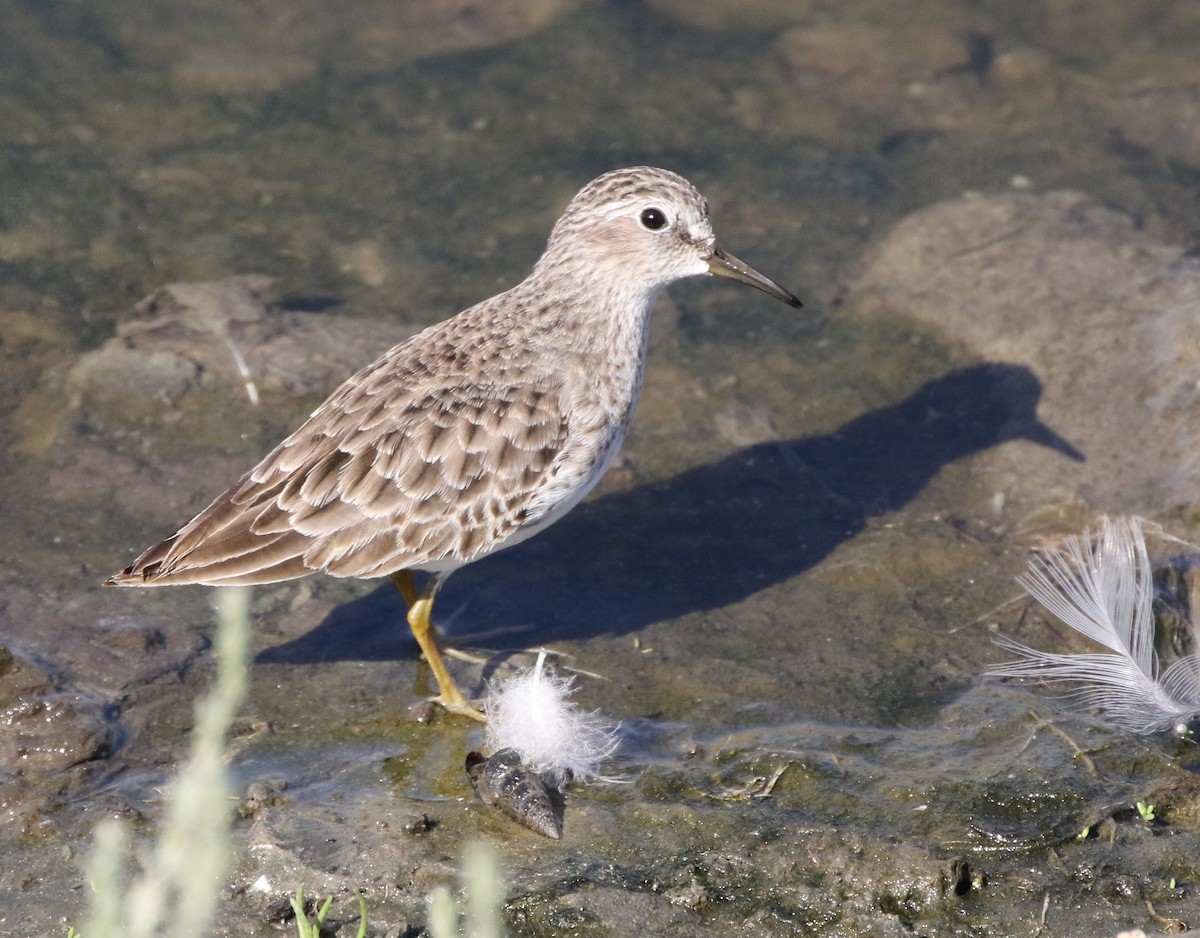 Least Sandpiper - Mike "mlovest" Miller