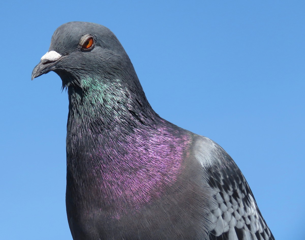 Rock Pigeon (Feral Pigeon) - Lisa Cancade Hackett