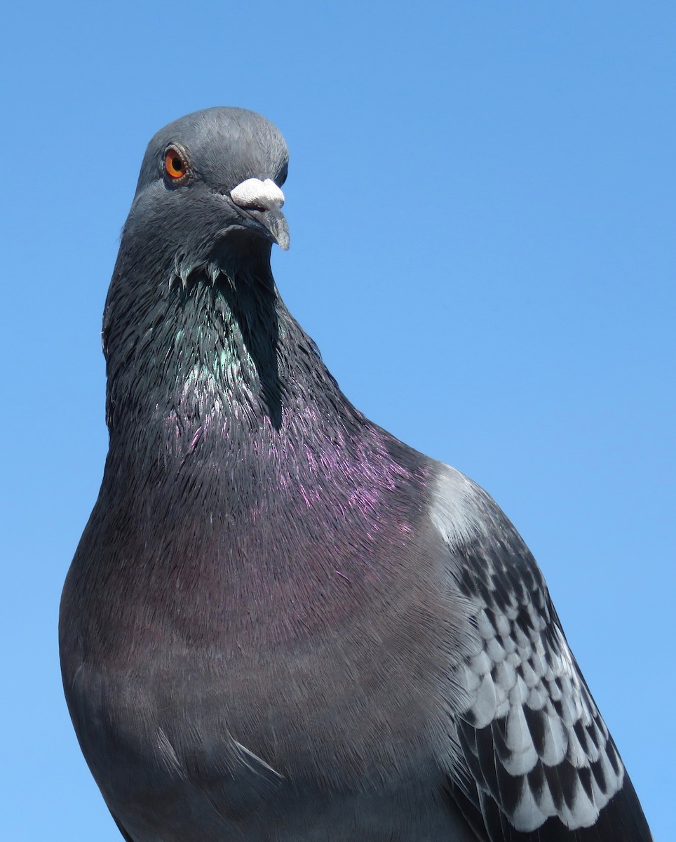 Rock Pigeon (Feral Pigeon) - ML186446671