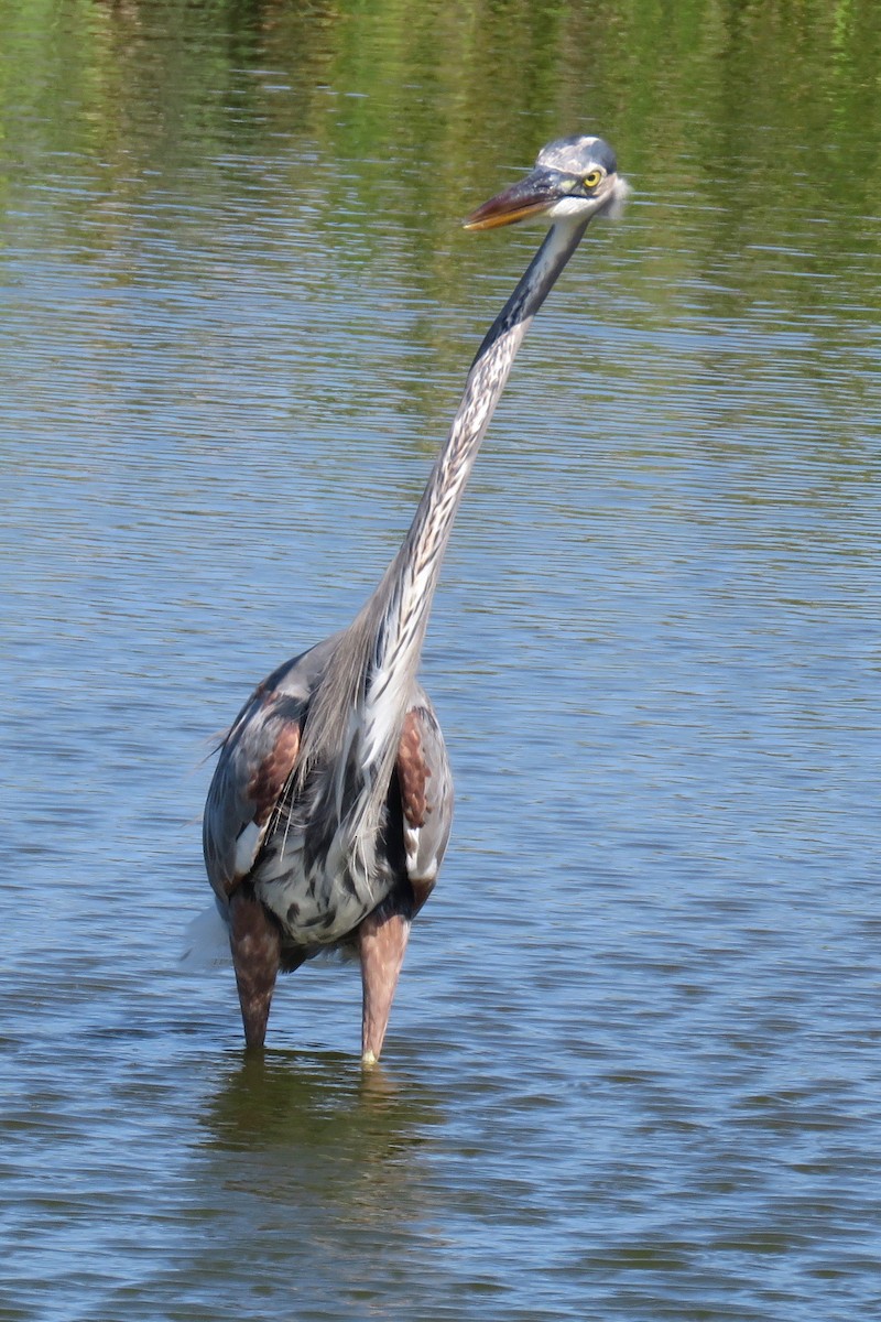 Great Blue Heron - ML186447101