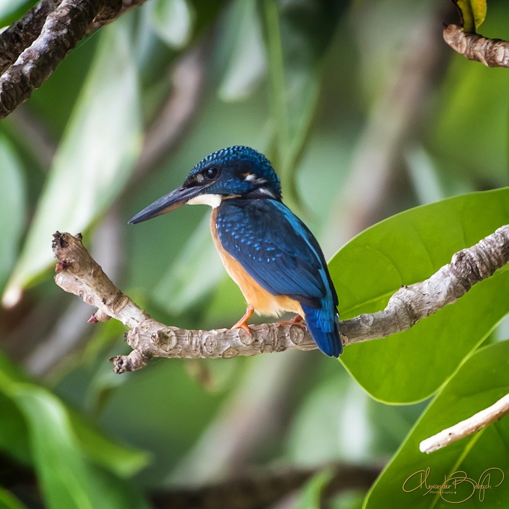 Common Kingfisher - ML186447671