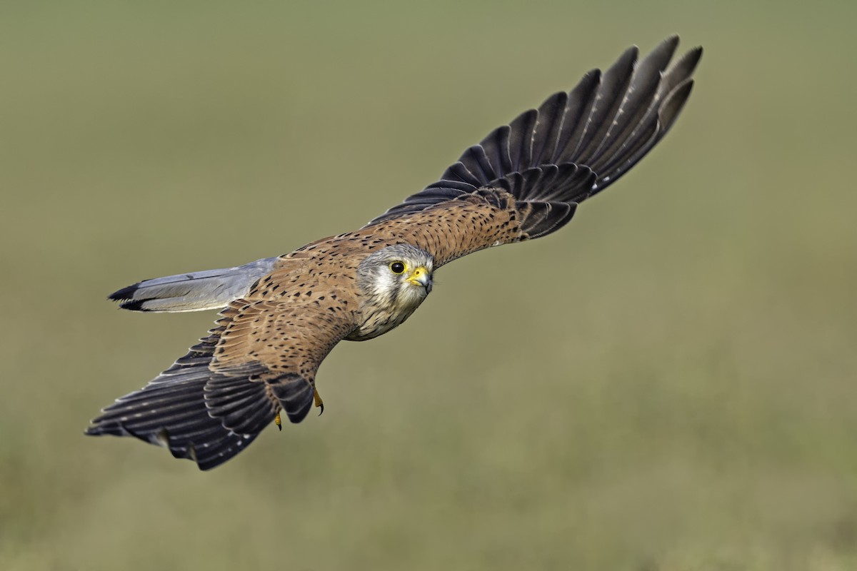 Eurasian Kestrel - ML186448291