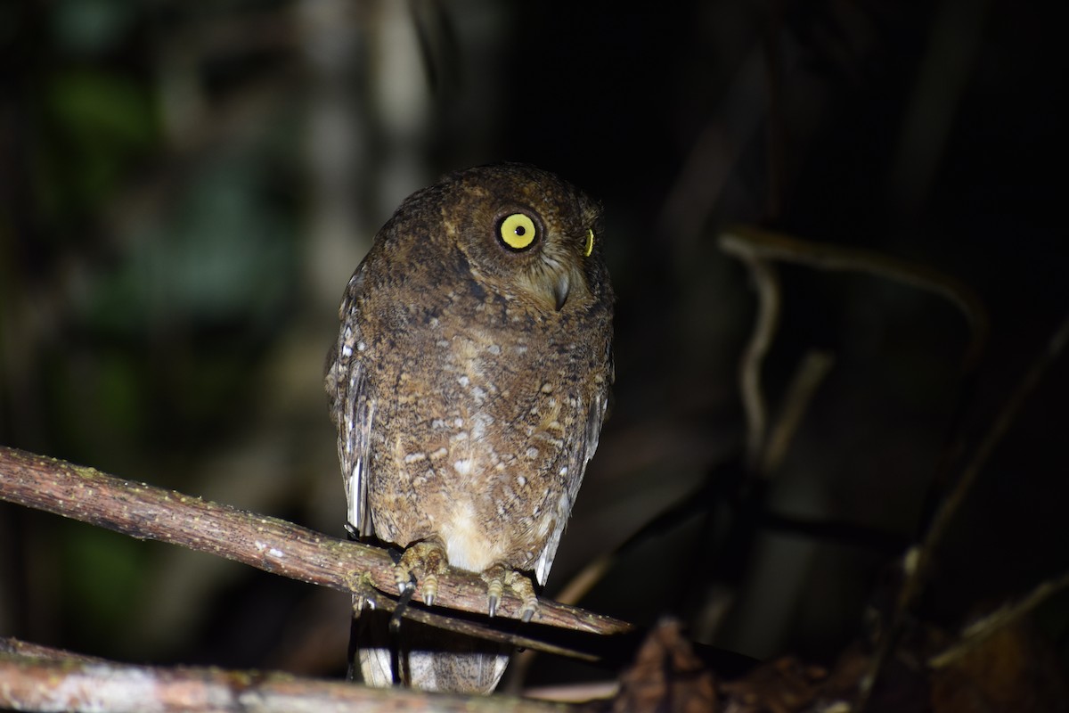 Nicobar Scops-Owl - ML186451201