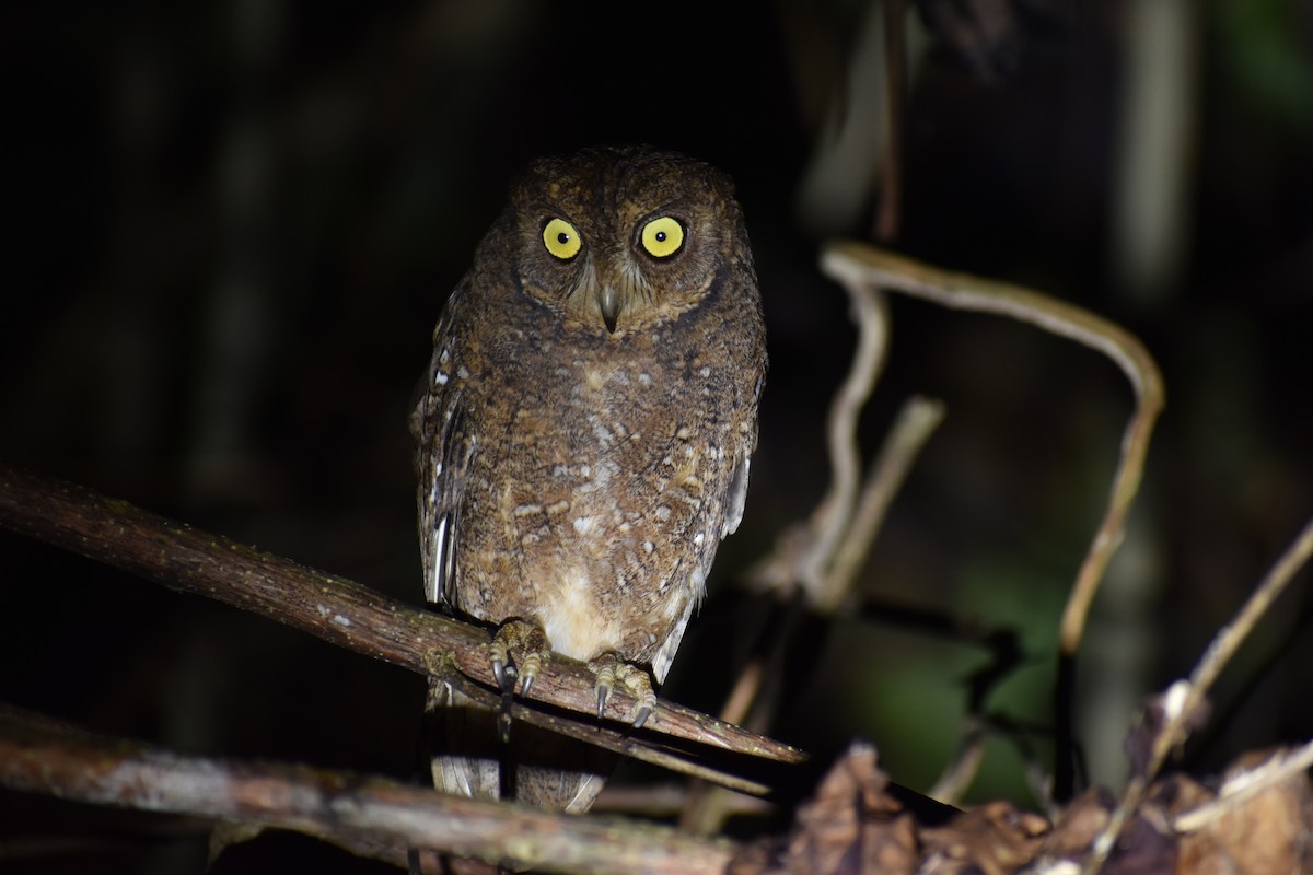 Nicobar Scops-Owl - ML186451281