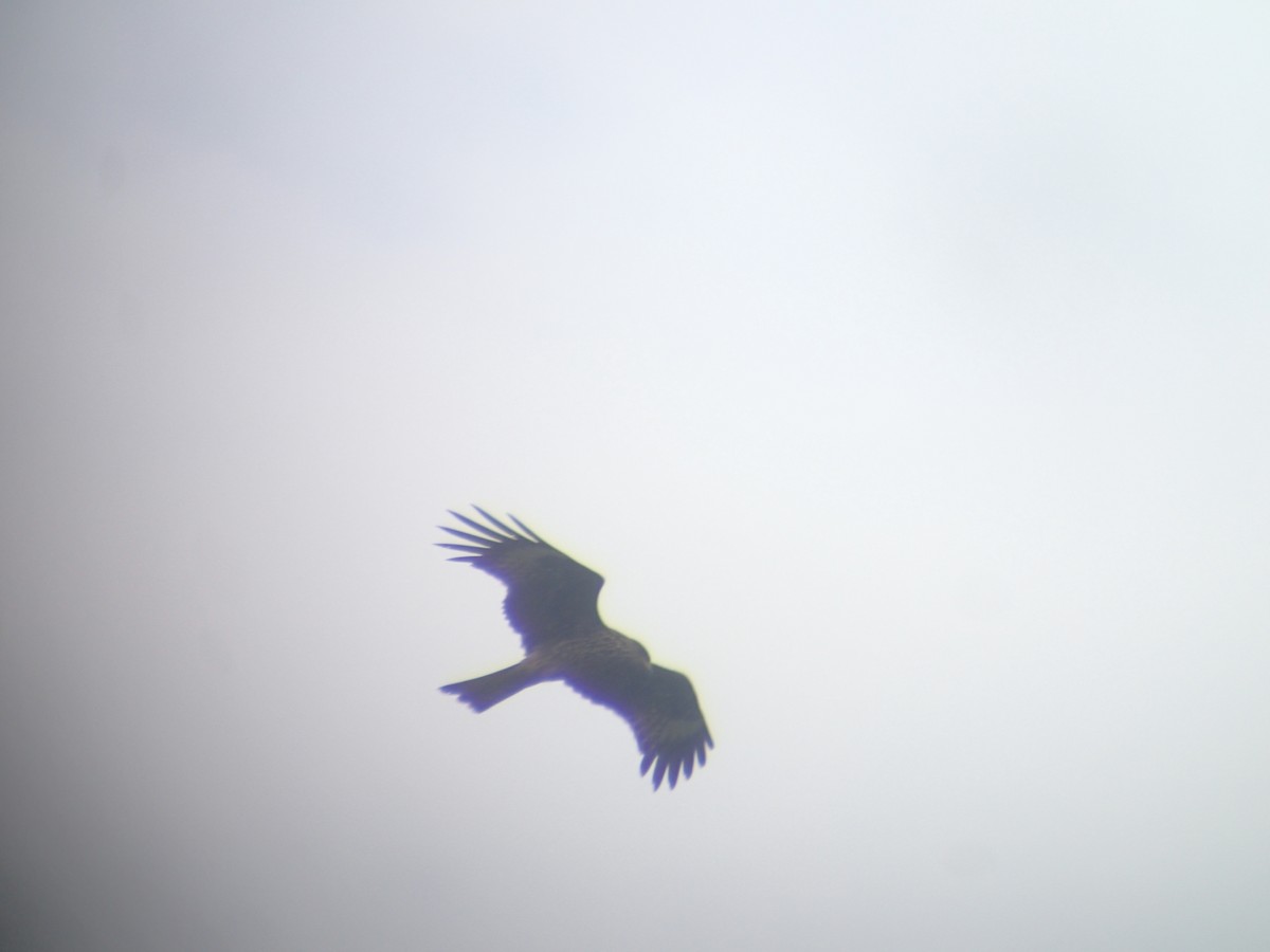 Black Kite (Black-eared) - ML186454061