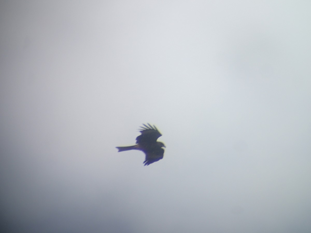Black Kite (Black-eared) - ML186454481
