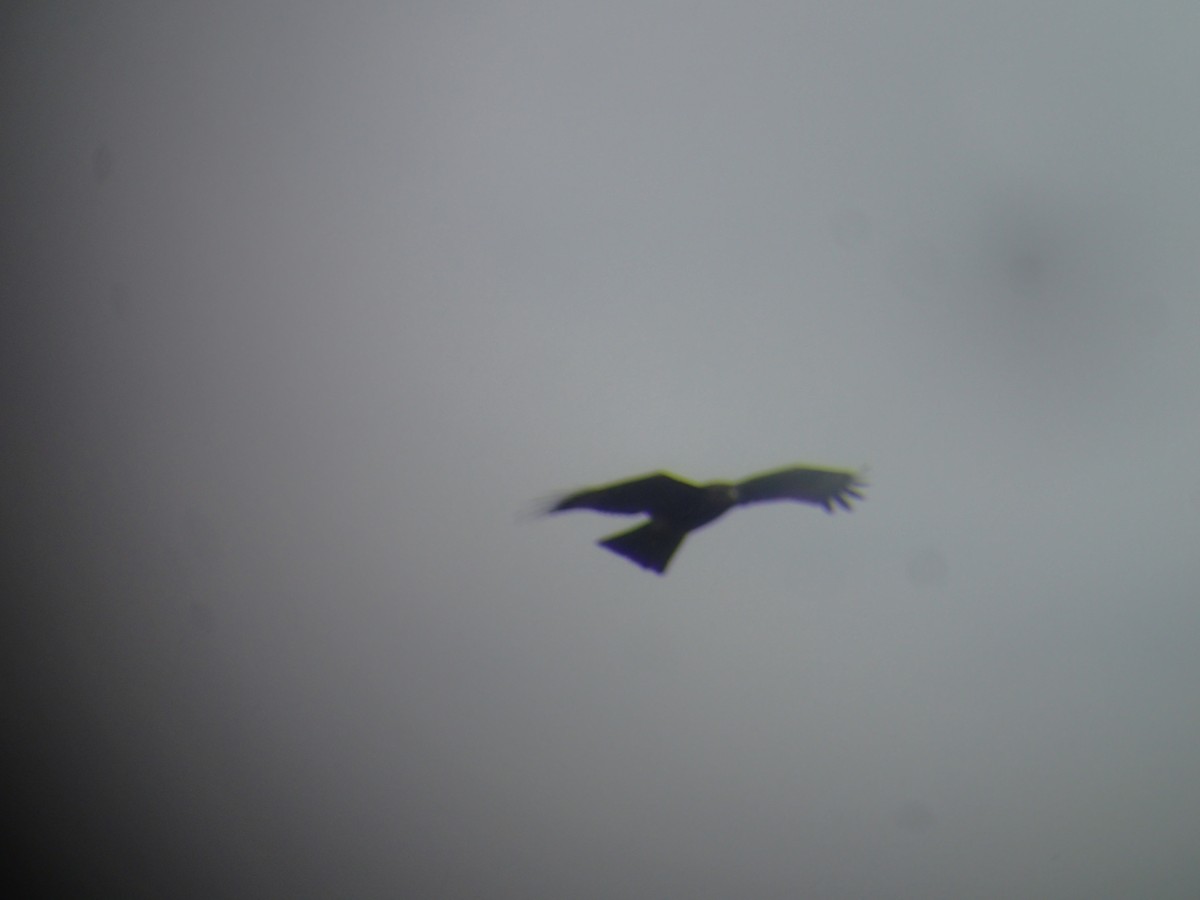 Black Kite (Black-eared) - ML186454511
