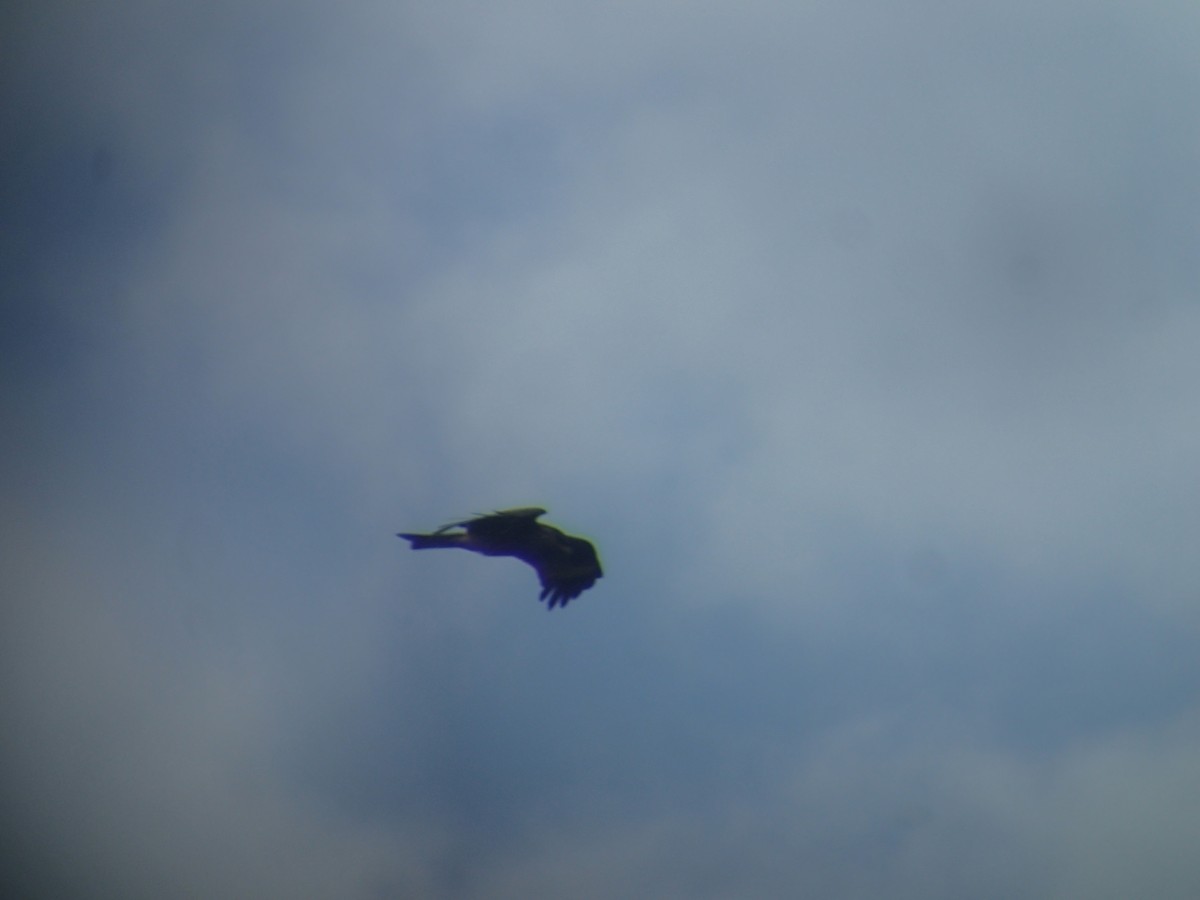 Black Kite (Black-eared) - ML186454731
