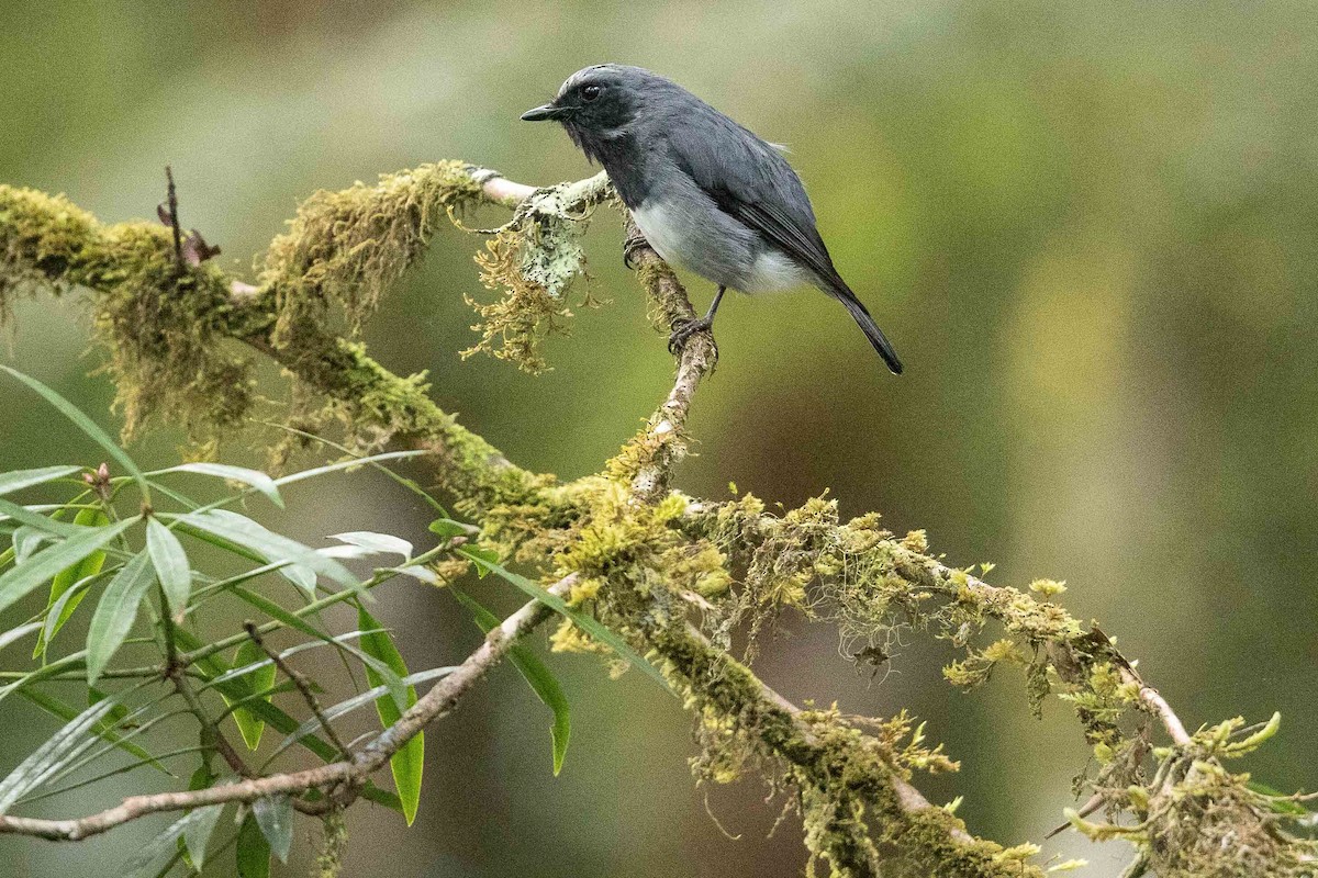 Black-throated Robin - ML186454761