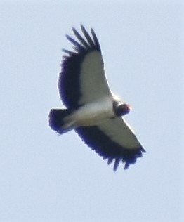 King Vulture - ML186455611