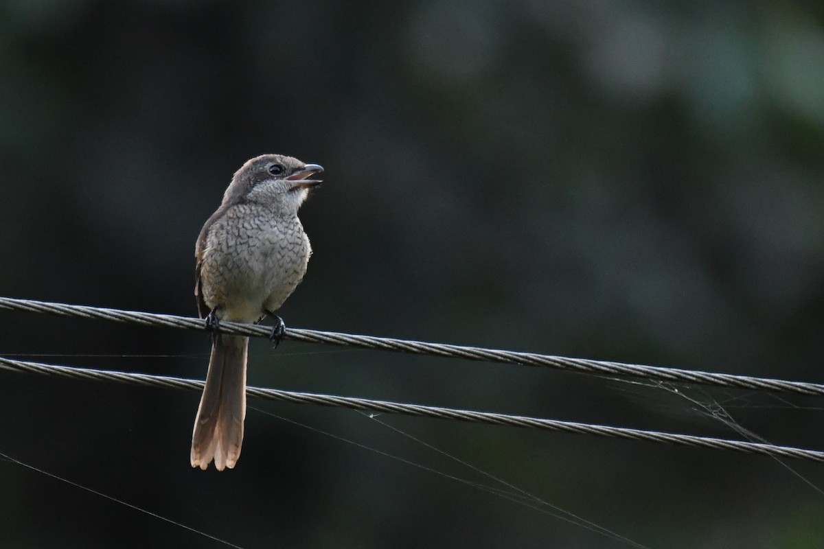 Gray-backed Shrike - ML186456021