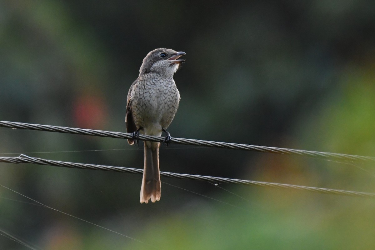 Gray-backed Shrike - ML186456041