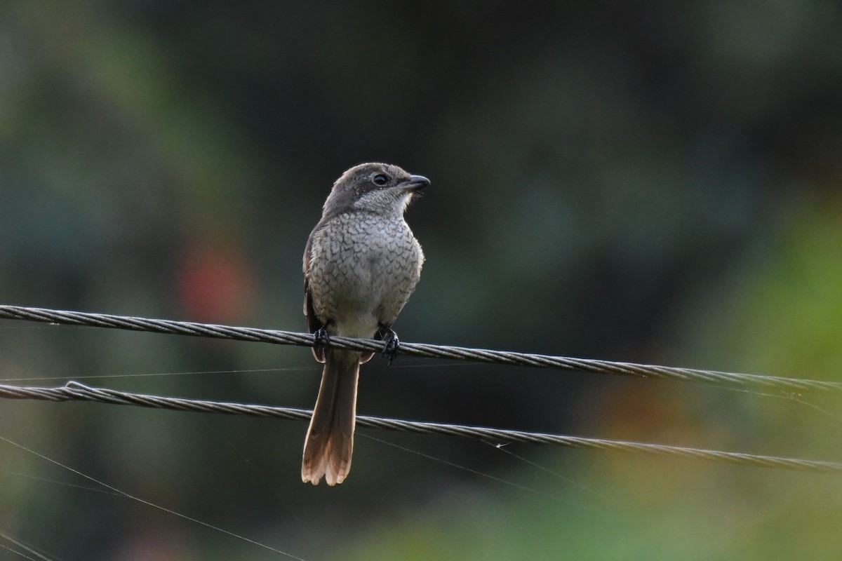 Gray-backed Shrike - ML186456061
