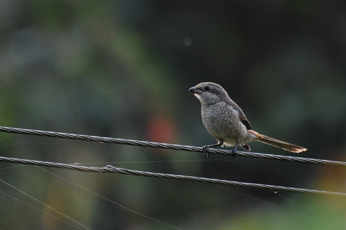 Gray-backed Shrike - ML186456071