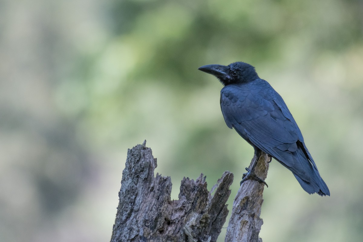 Large-billed Crow - ML186456211